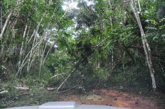 Estrada interrompida no Parque Nacional Viruá, em Roraima